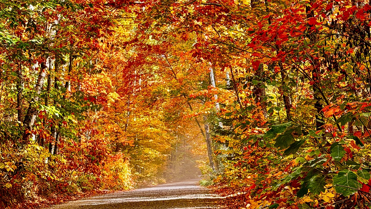 Orange and gold leaves arching over a quiet woodland road